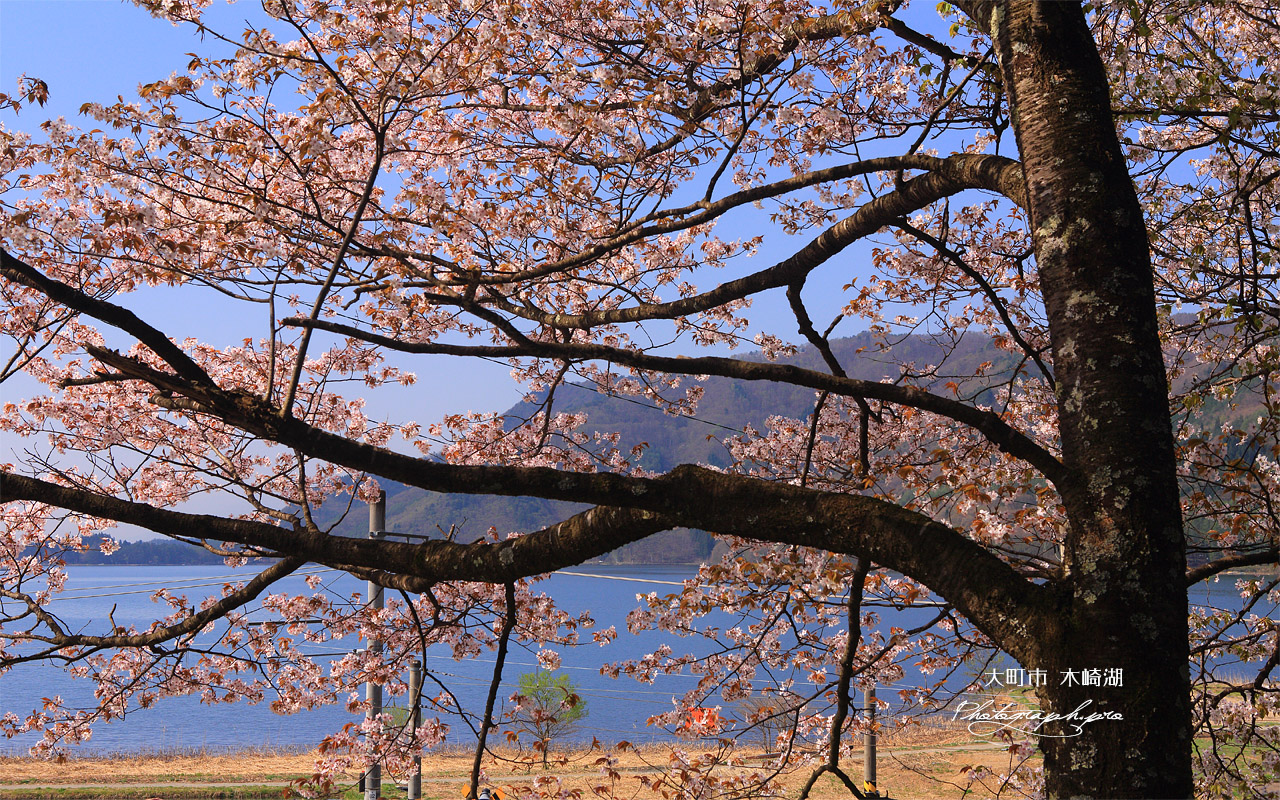 大町市 海ノ口公民館の大山桜 壁紙