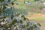 木崎湖の桜