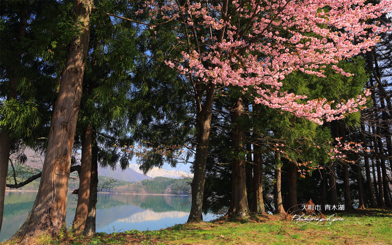 大町市 青木湖の大山桜 壁紙