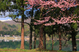 大町市 青木湖の桜