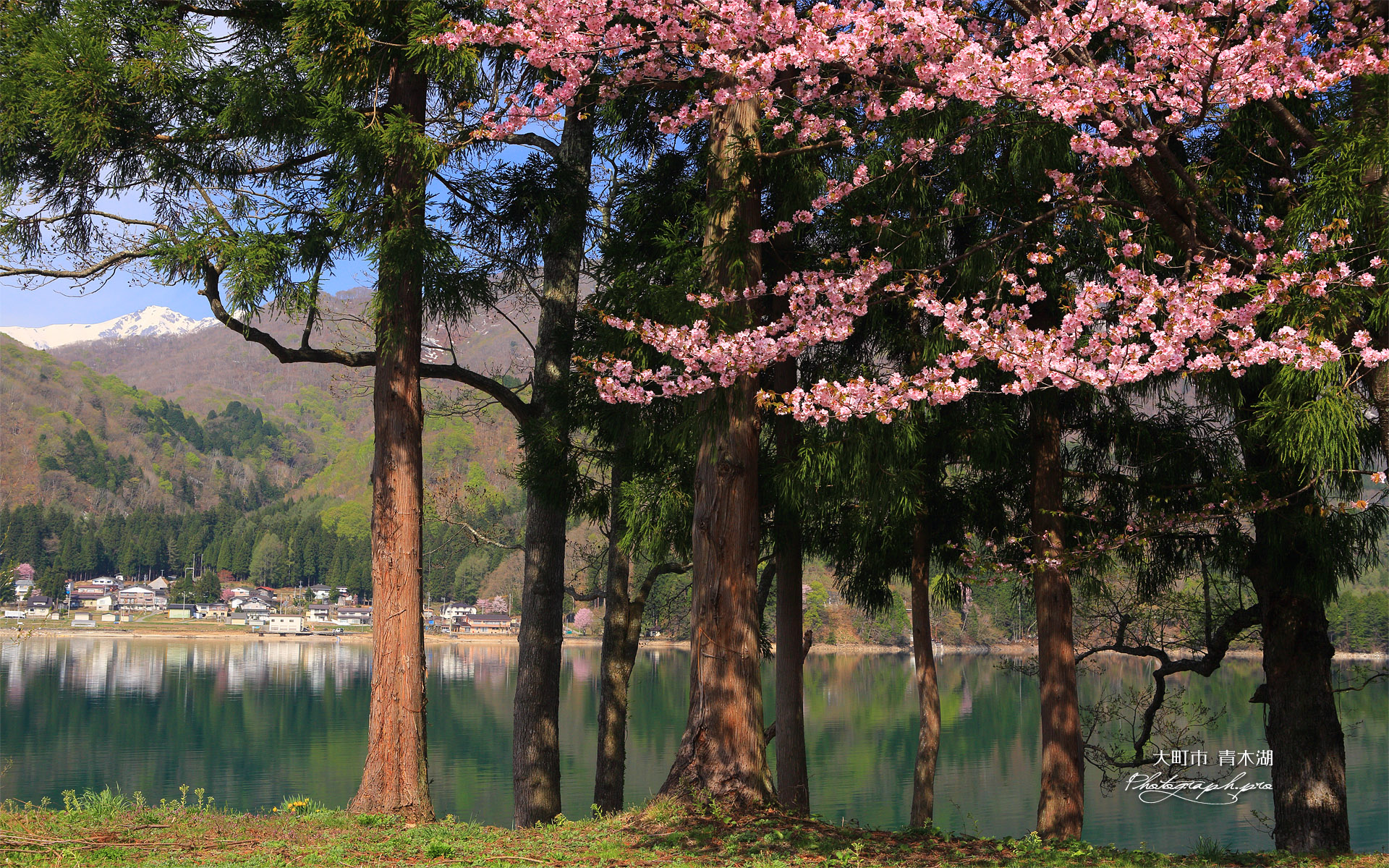 大町市 青木湖の桜