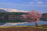 青木湖の一本桜