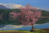 青木湖の一本桜