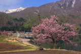 青木湖の一本桜