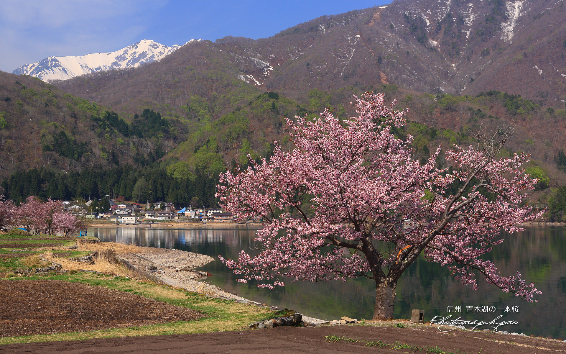 青木湖の一本桜