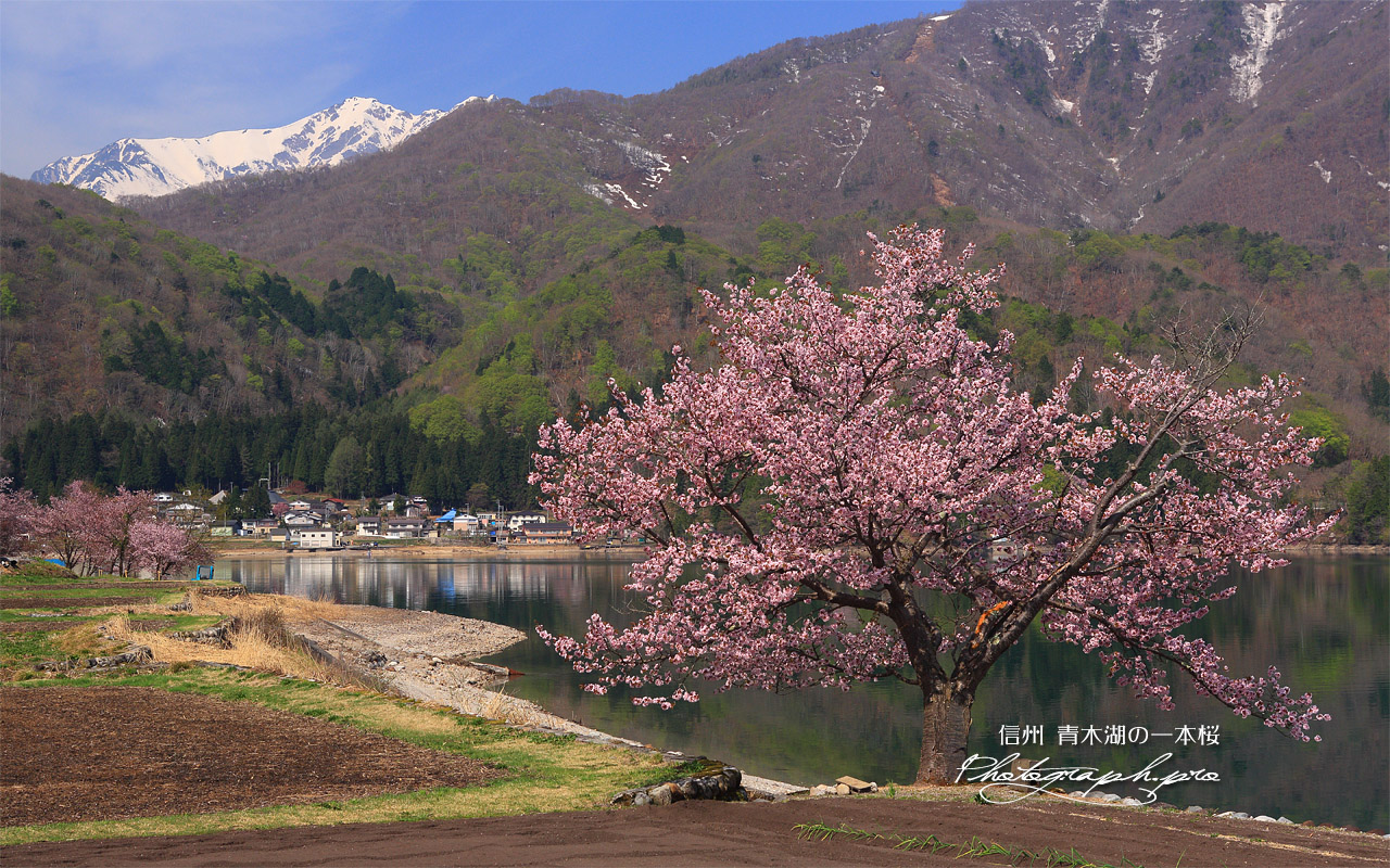青木湖の一本桜 壁紙