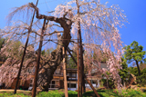 西光寺の枝垂れ桜