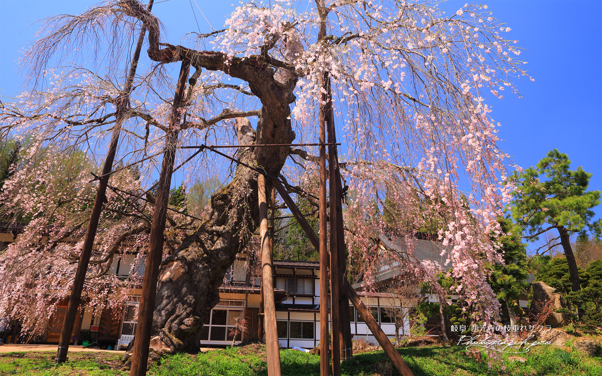 西光寺の枝垂れ桜