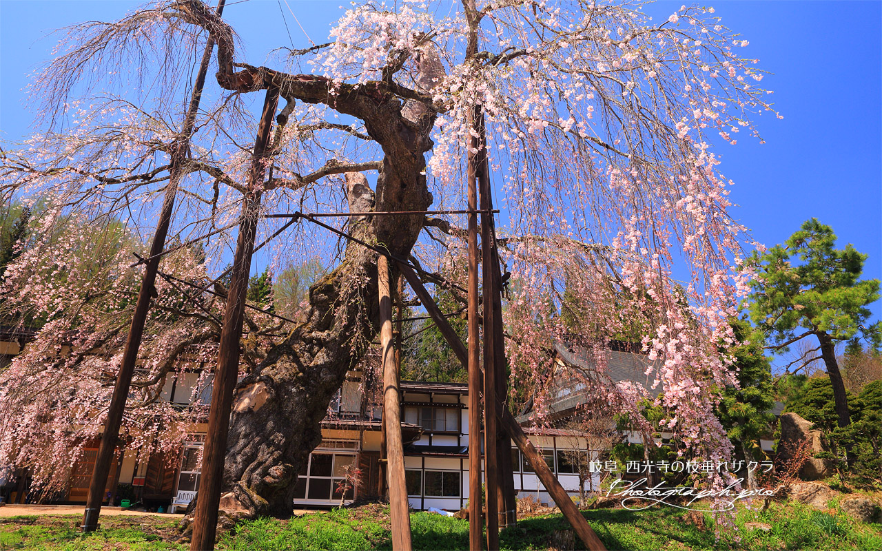 西光寺の枝垂れ桜 壁紙