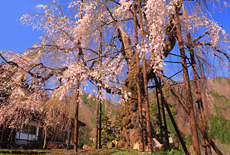 西光寺の枝垂れザクラ