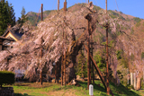 西光寺のしだれ桜