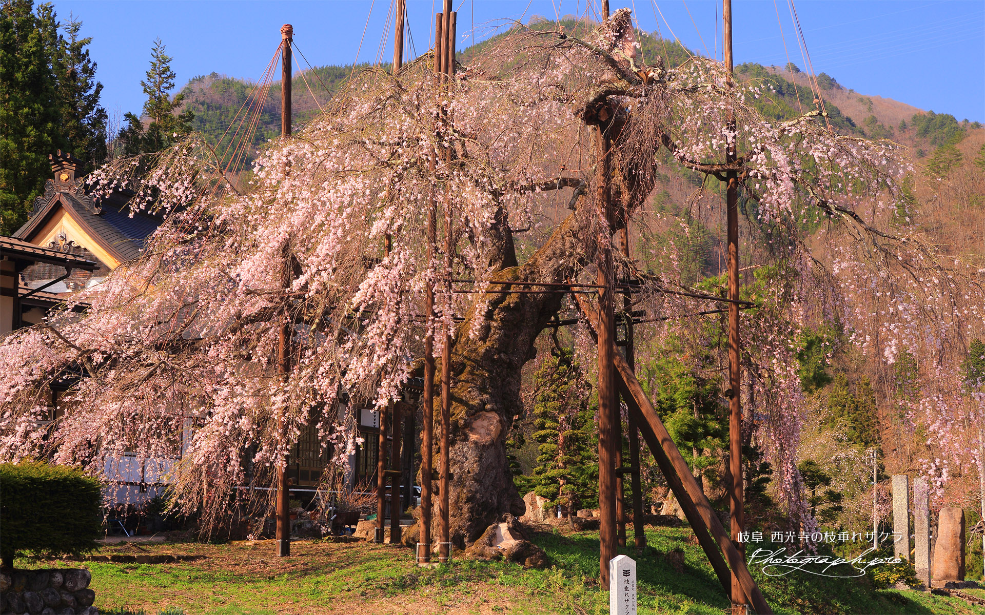 西光寺のしだれ桜