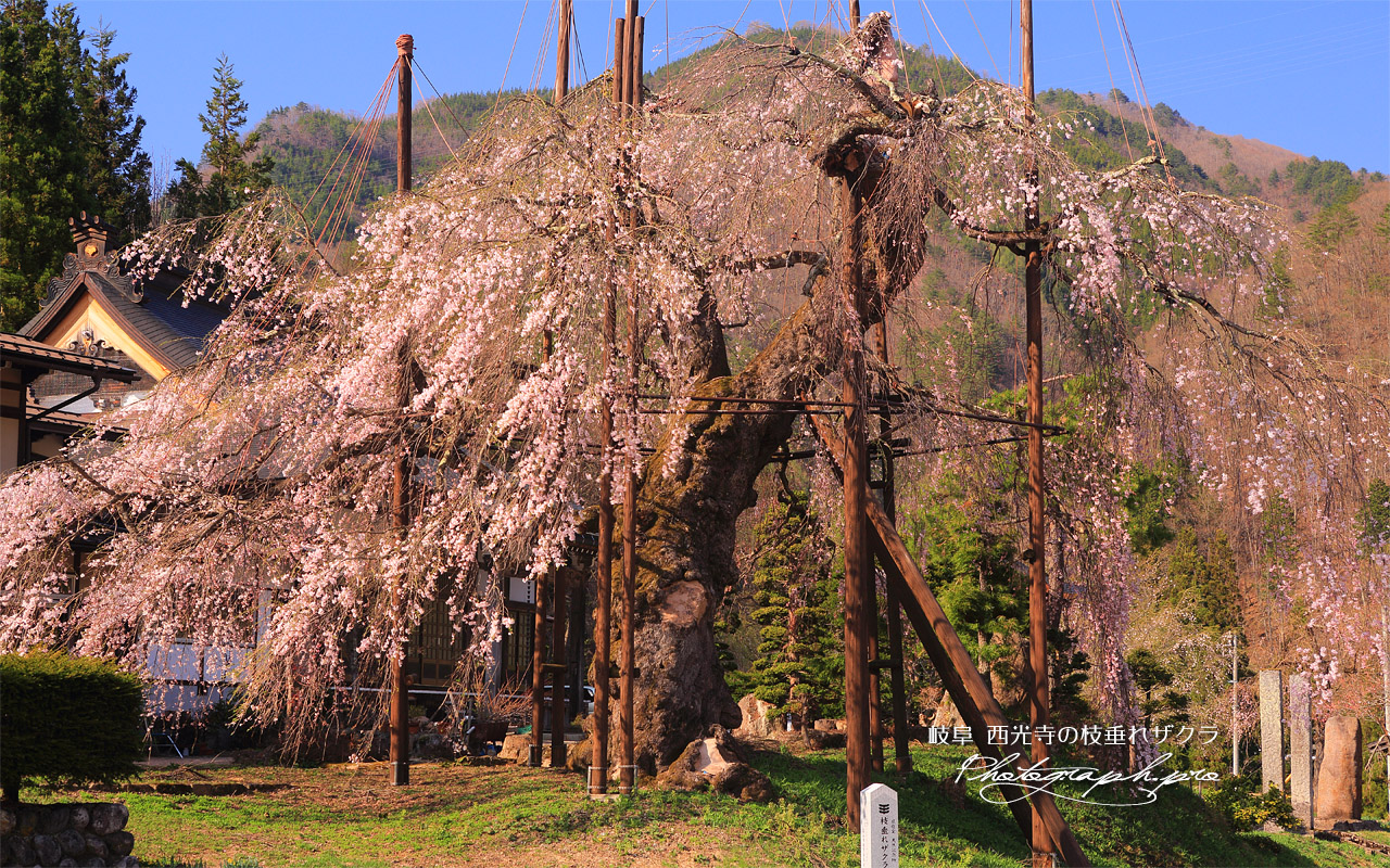 西光寺のしだれ桜 壁紙