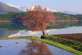 大北地域の桜