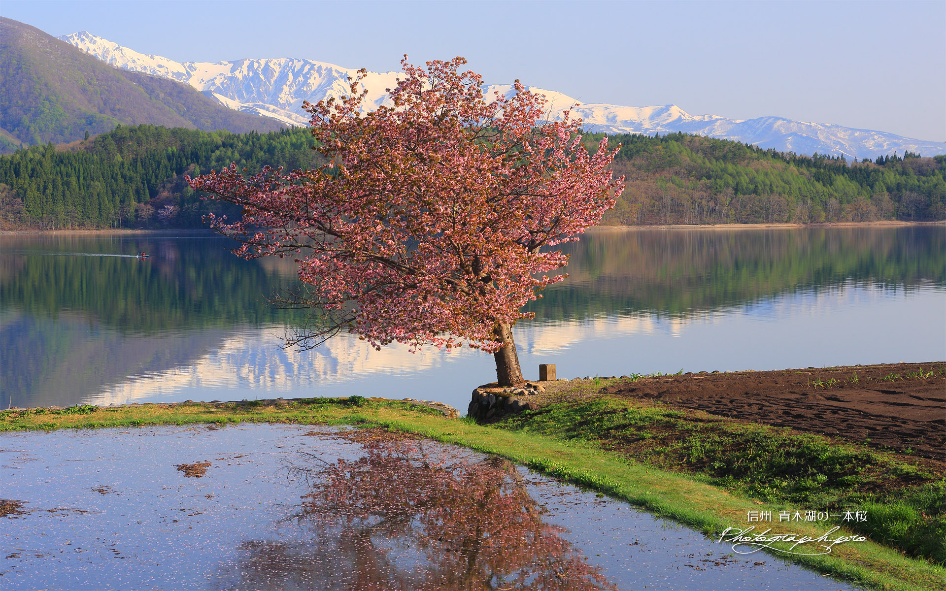 青木湖の一本桜
