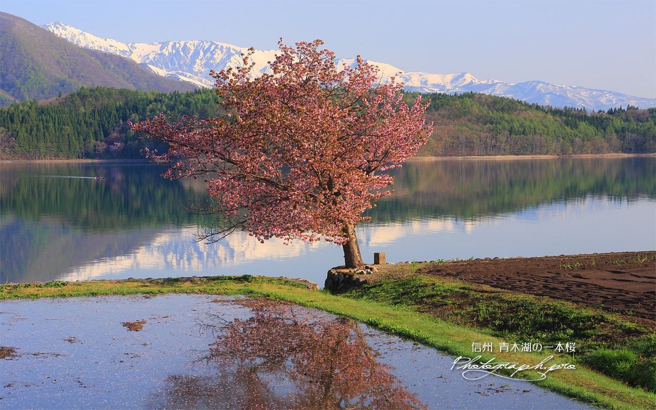 青木湖の一本桜 壁紙