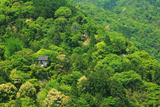 新緑の嵐山と大悲閣