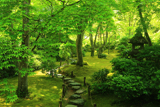 大河内山荘 青椛と青苔