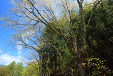 大滝沢の稚児桜