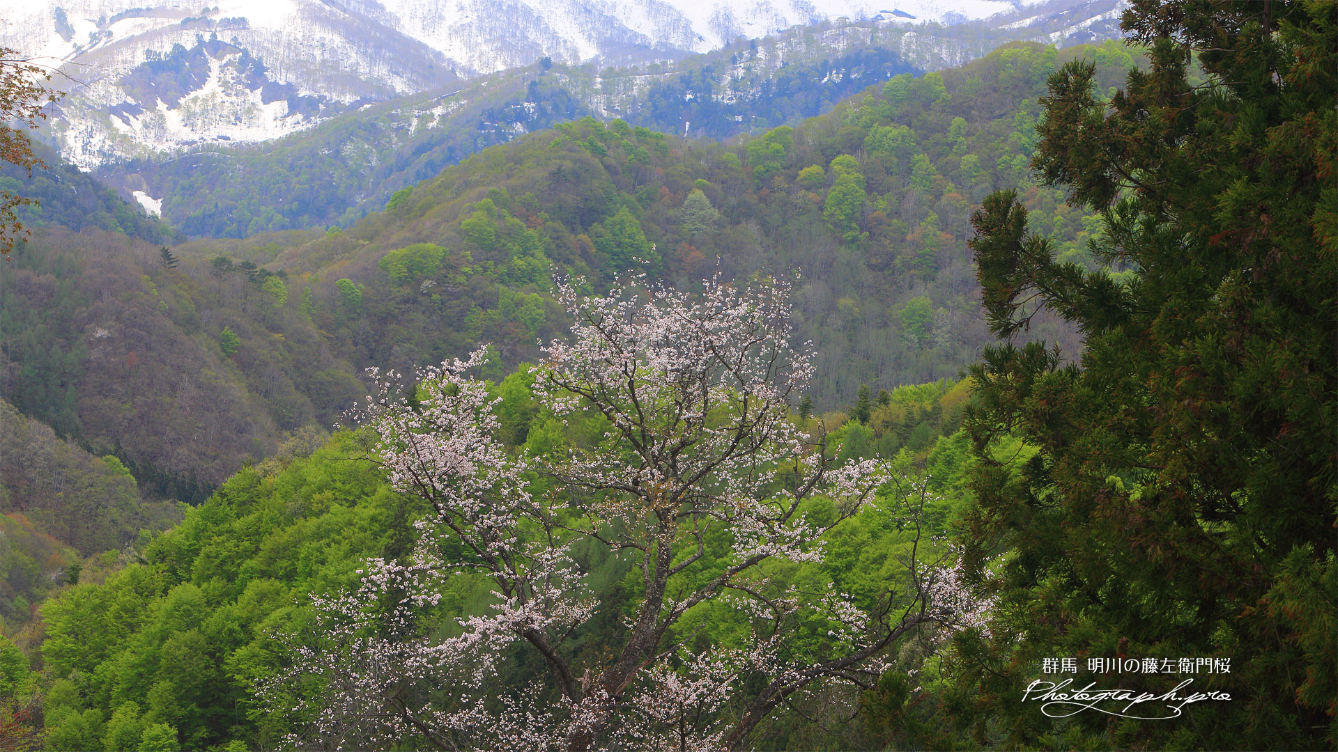 明川の藤左衛門桜