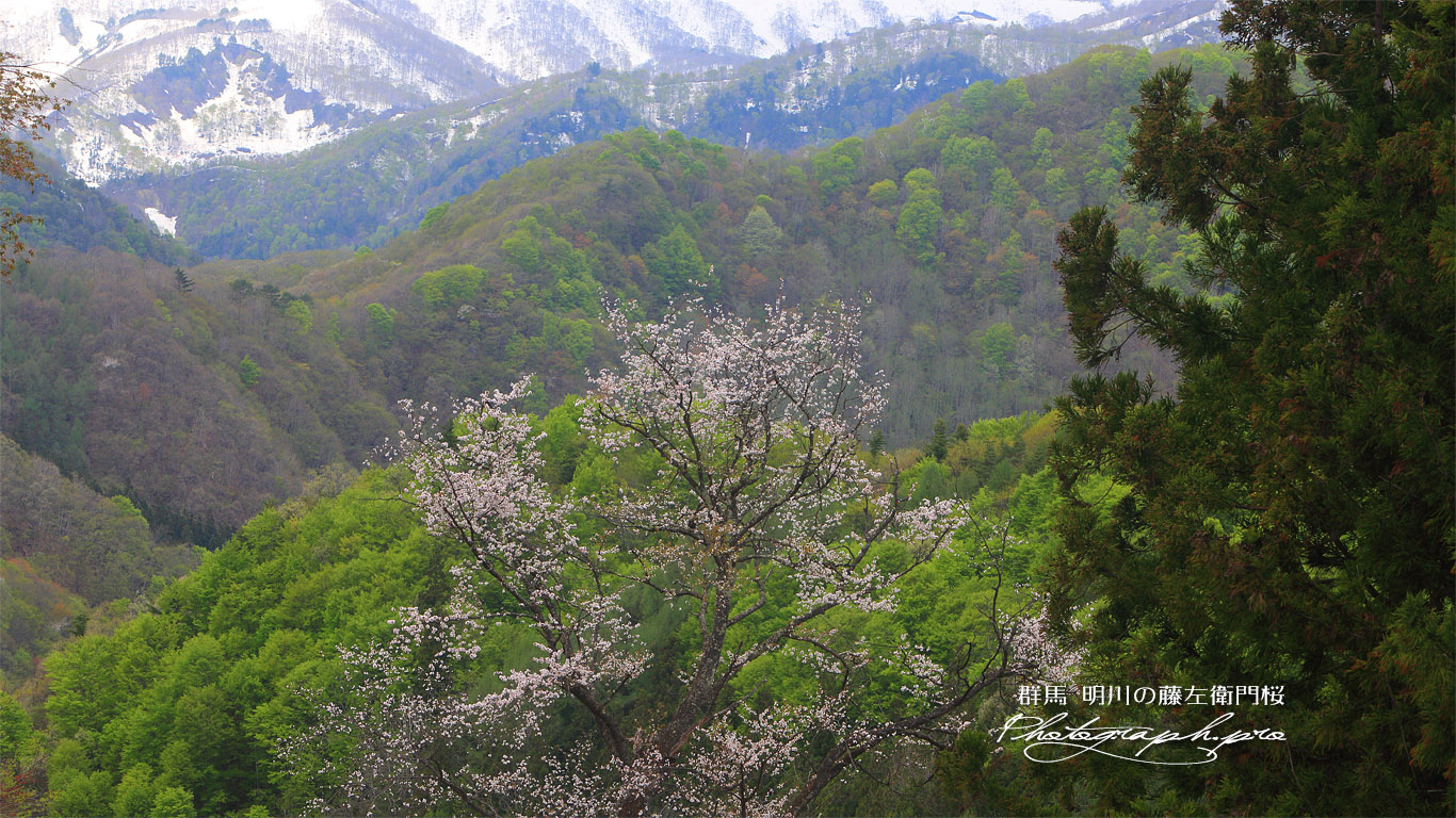 明川の藤左衛門桜 壁紙