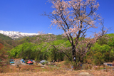 明川の藤左衛門桜