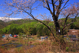明川の藤左衛門桜