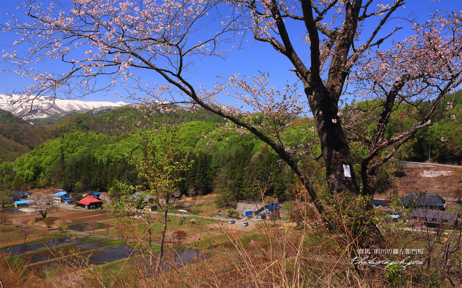 明川の藤左衛門桜