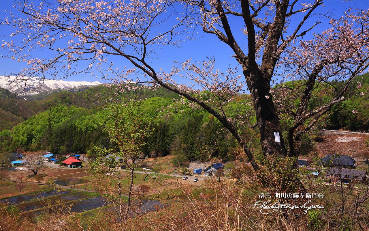 明川の藤左衛門桜 壁紙