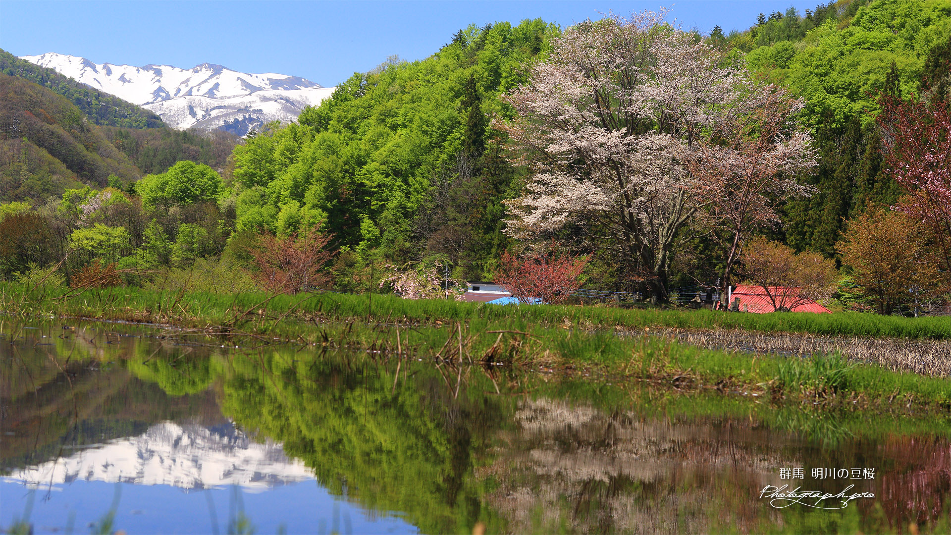 明川の豆桜