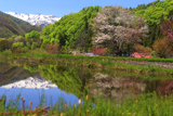明川の豆桜