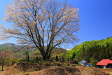 明川の豆桜