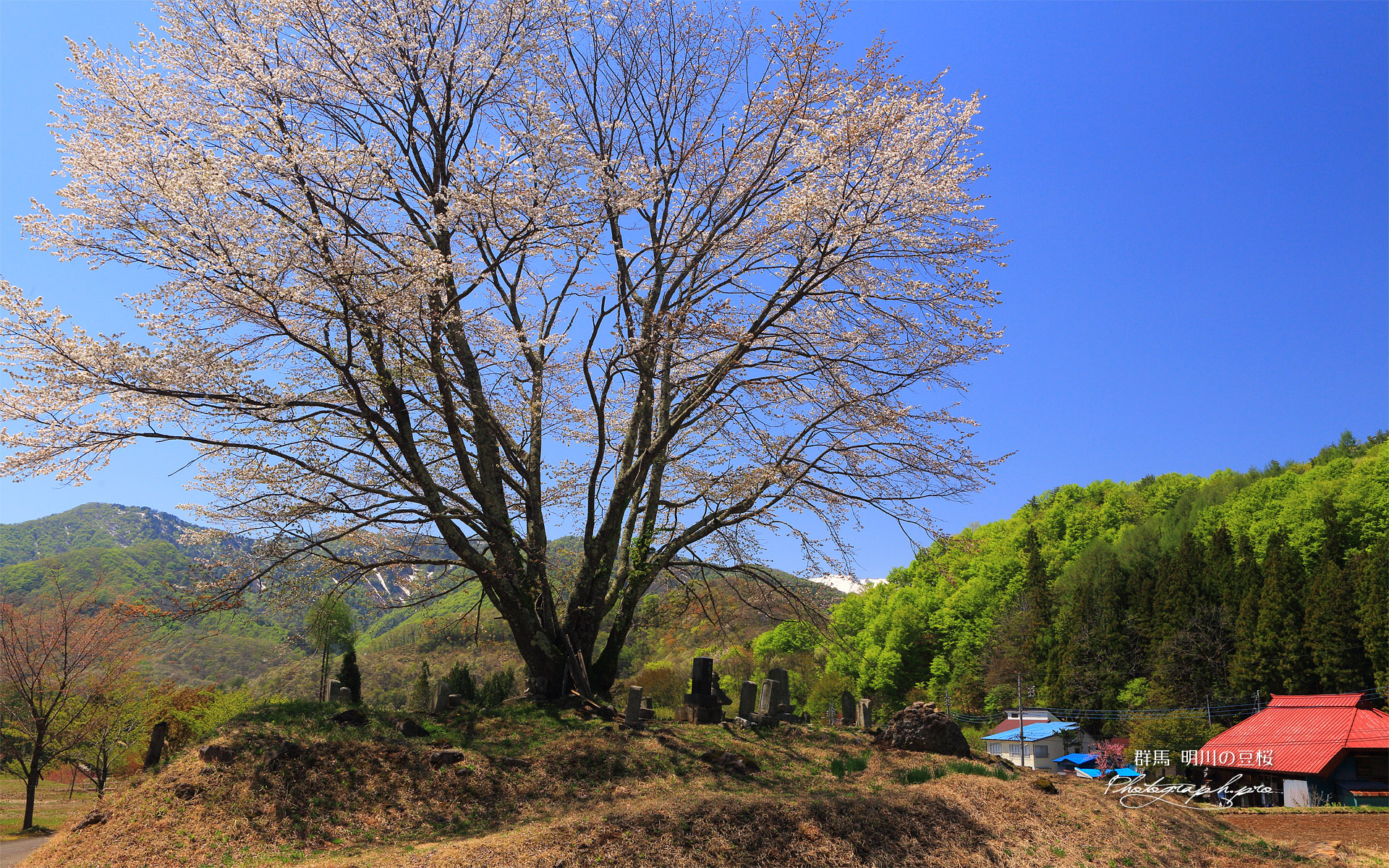 明川の豆桜