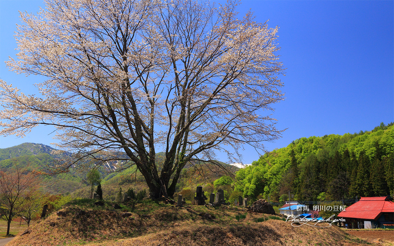 明川の豆桜 壁紙