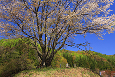 明川の豆桜