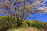 明川の豆桜