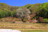 明川の豆桜