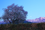 瑞穂の霞桜
