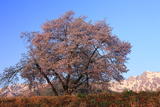瑞穂の霞桜
