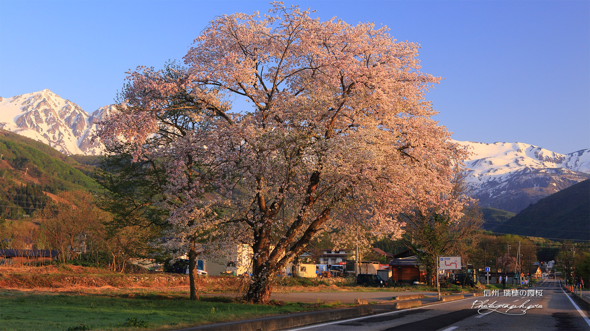 瑞穂の霞桜