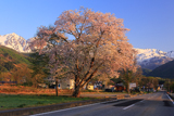 瑞穂の霞桜