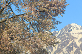 瑞穂の桜