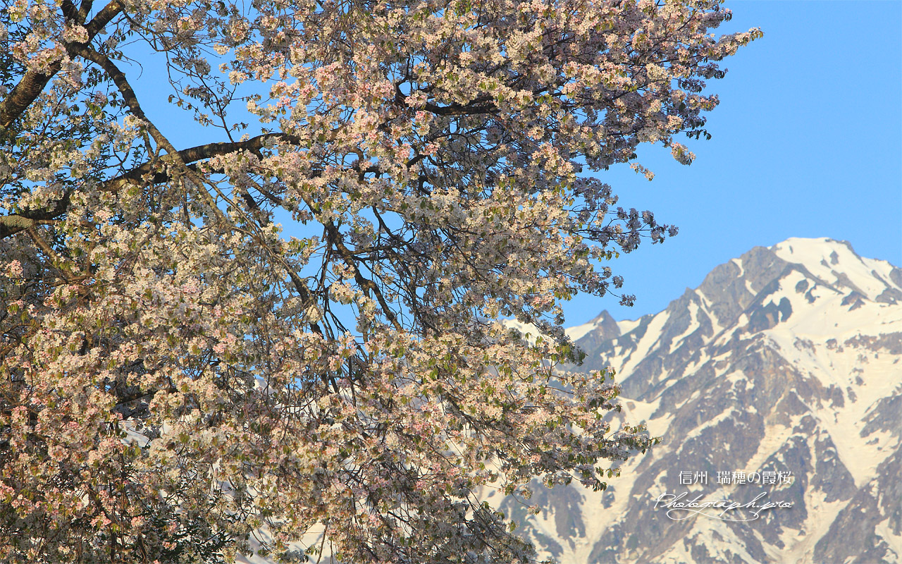 瑞穂の桜 壁紙