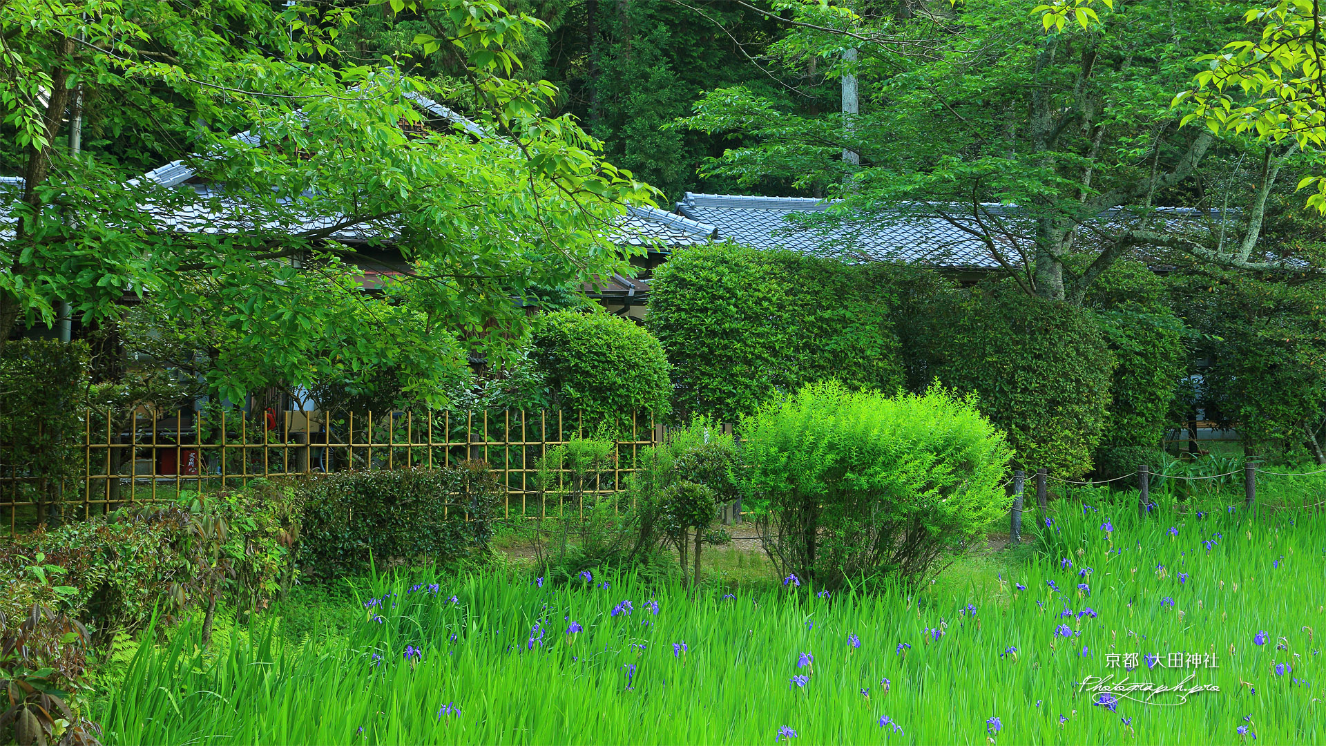 大田神社 カキツバタと社家