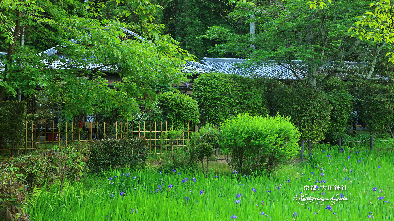 大田神社 カキツバタと社家 壁紙