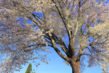 切久保の霞桜