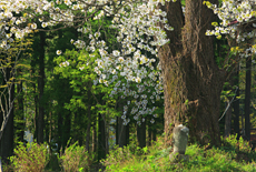 切久保の霞桜