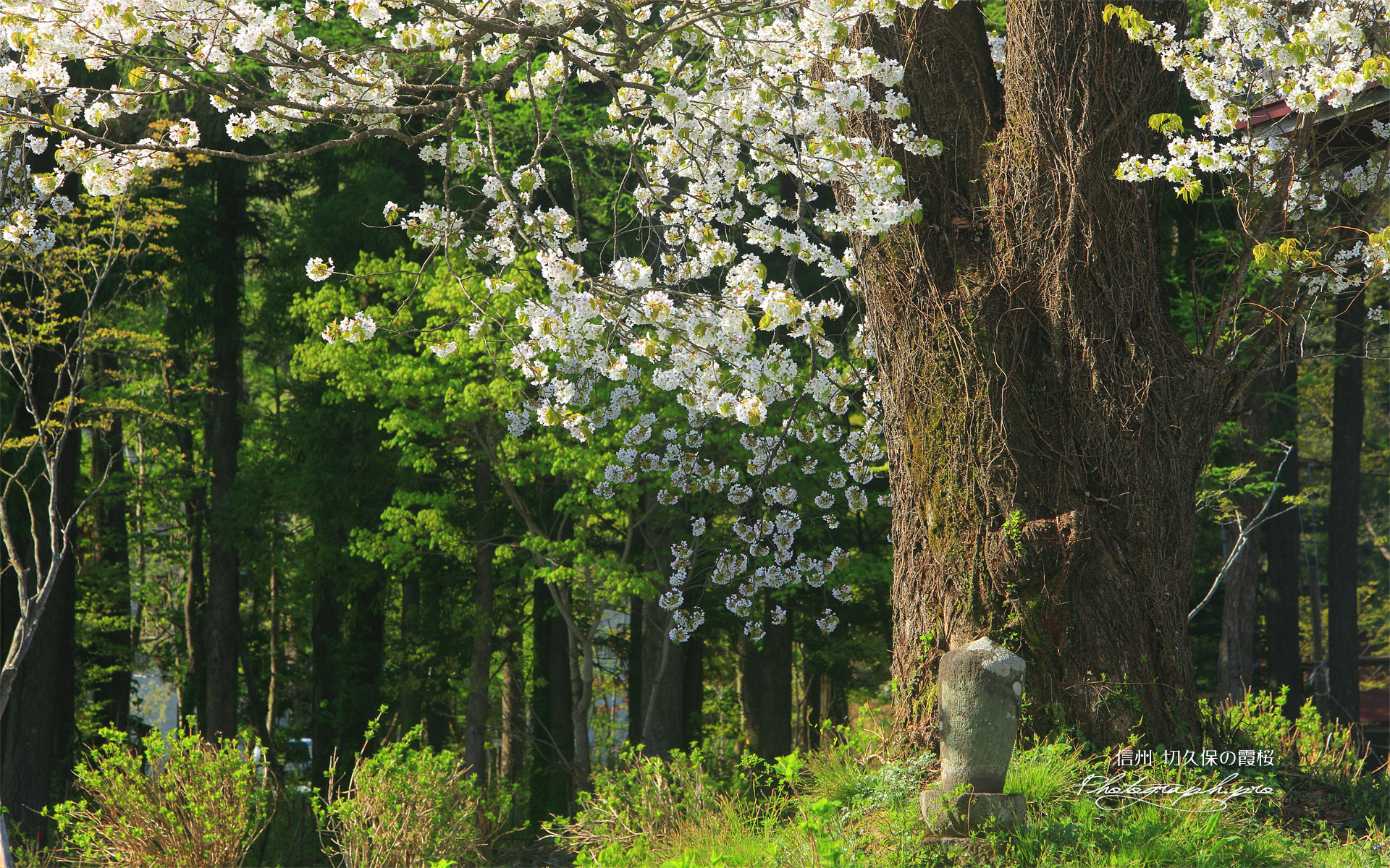 切久保の霞桜