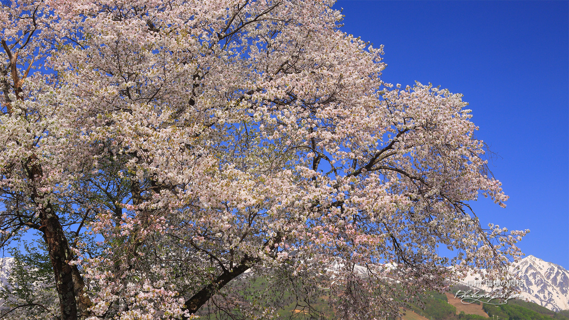 瑞穂の桜