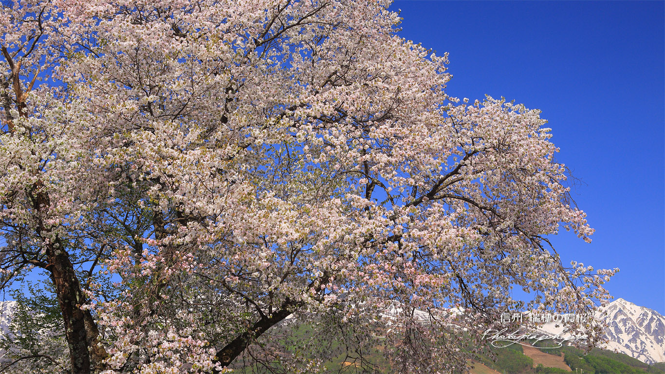 瑞穂の桜 壁紙